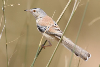 Krekelprinia - Spiloptila clamans